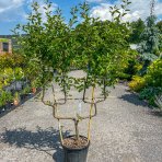 Jabloň domáca (Malus domestica) ´GOLDEN DELICIOUS´ - zimná, výška 180-200 cm, kont. C30L - tvarovaná stena